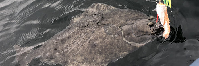 Strategies and Techniques for Targeting Halibut in British Columbia