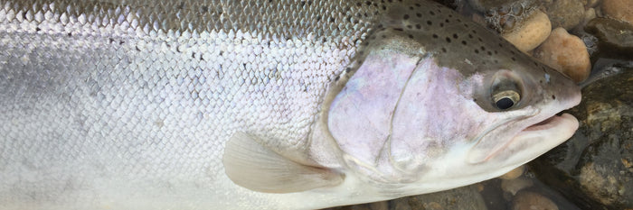 The Elusive Steelhead: Chasing the Ultimate River Fishing Thrill in British Columbia