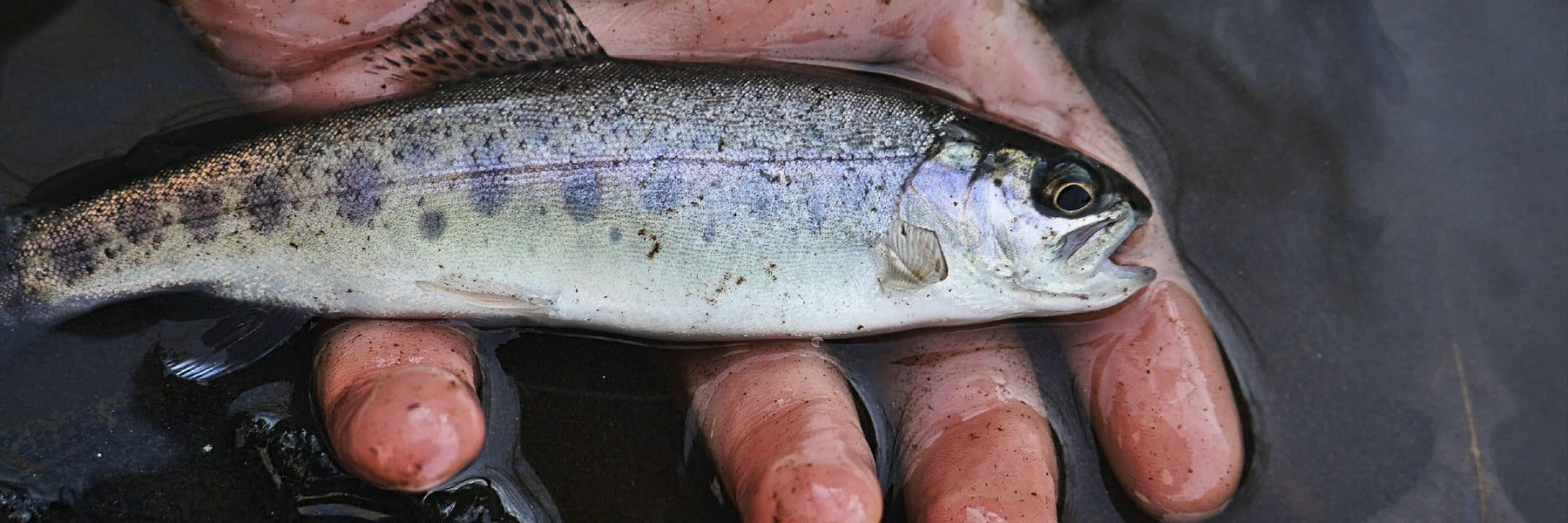 Responsible Angling: Safely Releasing Fish for Sustainable Fisheries in British Columbia